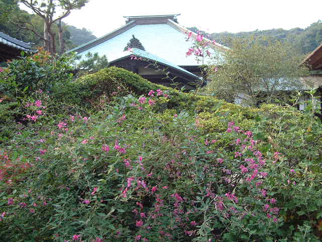 海蔵寺のハギ